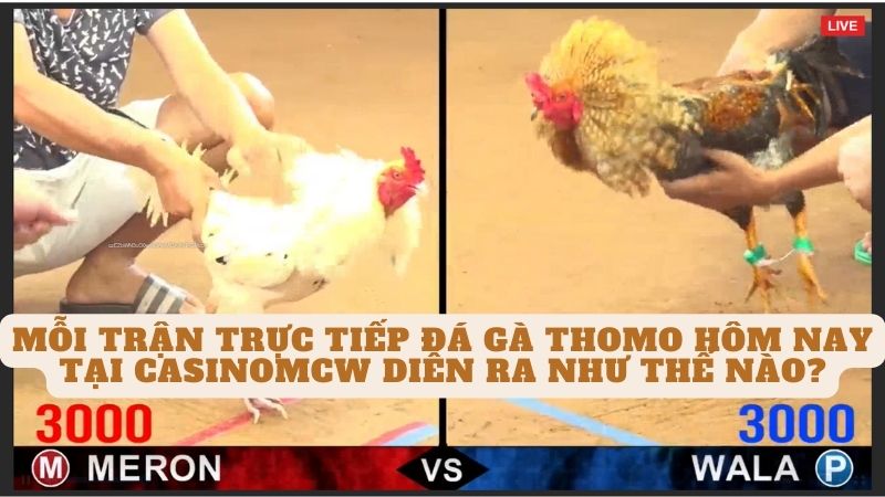 Mỗi trận trực tiếp đá gà thomo hôm nay tại casinomcw diễn ra như thế nào?