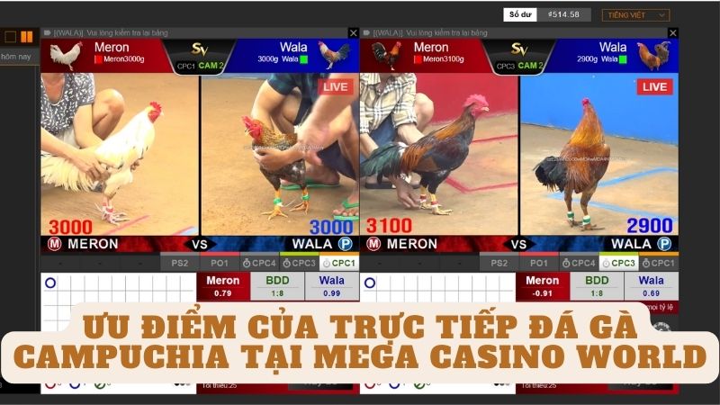 Ưu điểm của trực tiếp đá gà campuchia tại mega casino world