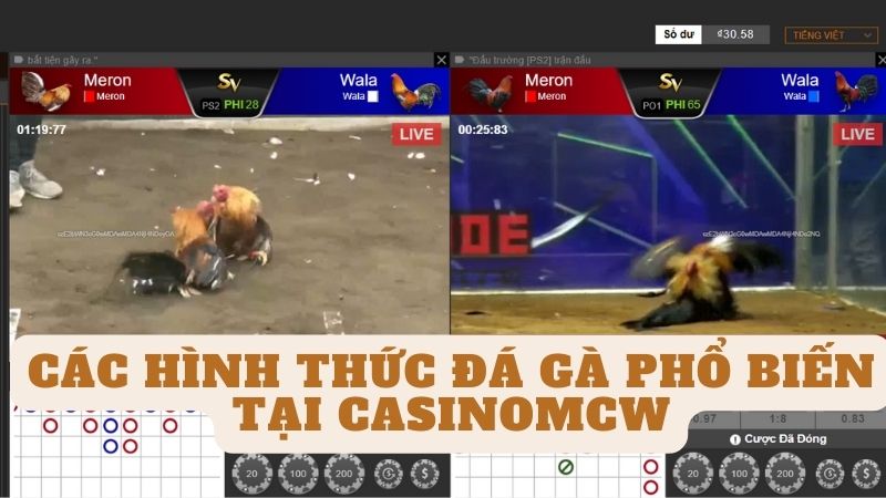 Các hình thức đá gà phổ biến tại Casinomcw