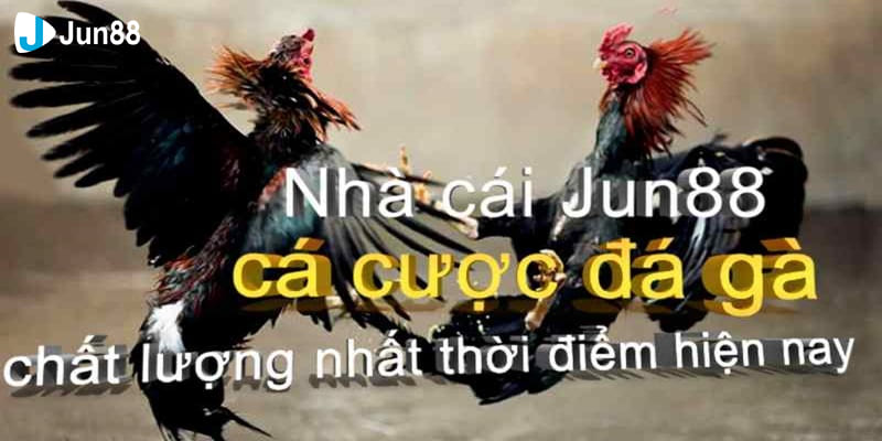 Đá gà đẳng cấp nhất thị trường