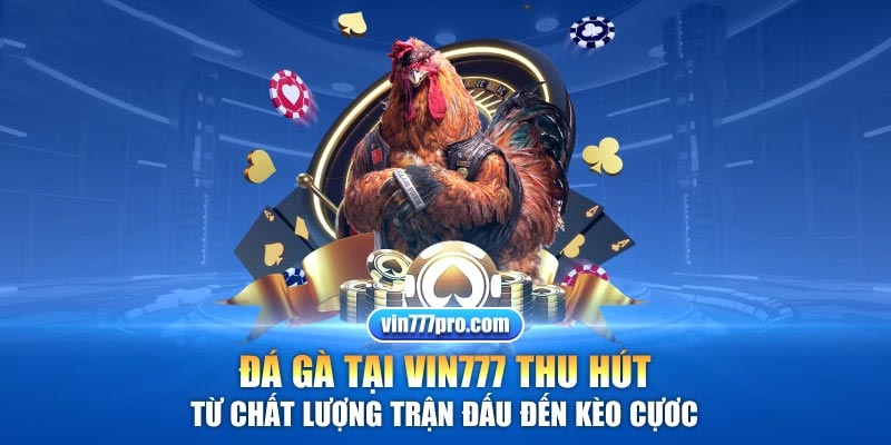 Đá gà Vin777 thu hút anh em vì sự uy tín, xanh chín